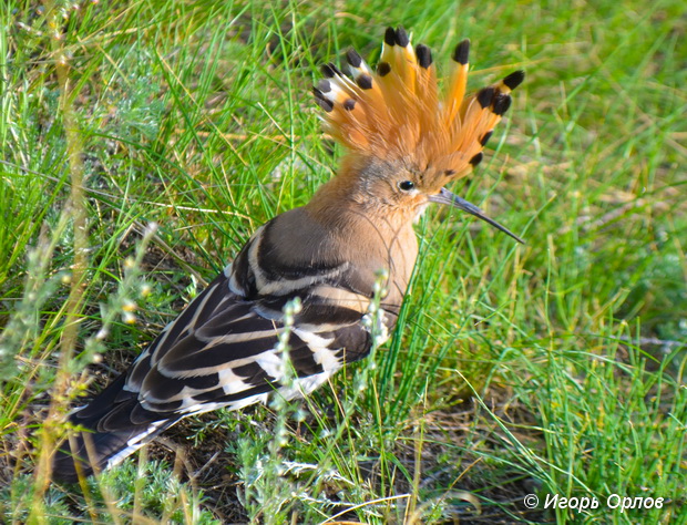 Химическое оружие